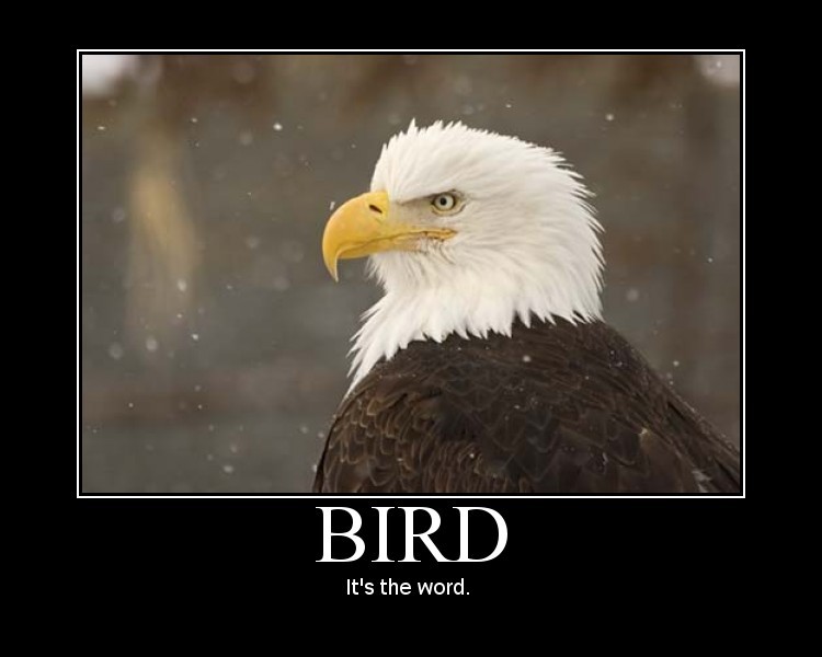 Birdistheword.jpg