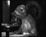 AnimatedSquirrel.gif