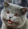 happycatthumb.jpg