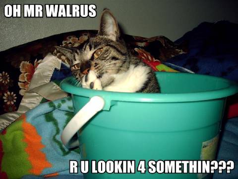 oh-mr-walrus-r-u-lookin-4-somethin.jpg