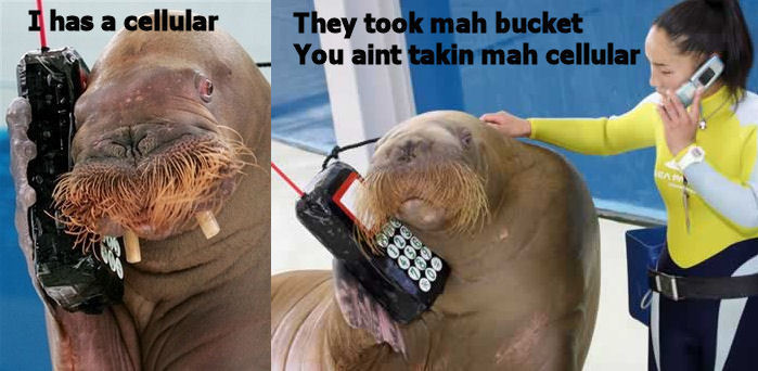 walrusphone.jpg