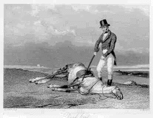 beatdeadhorse.gif
