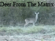deerfromthematrix4ge0.gif
